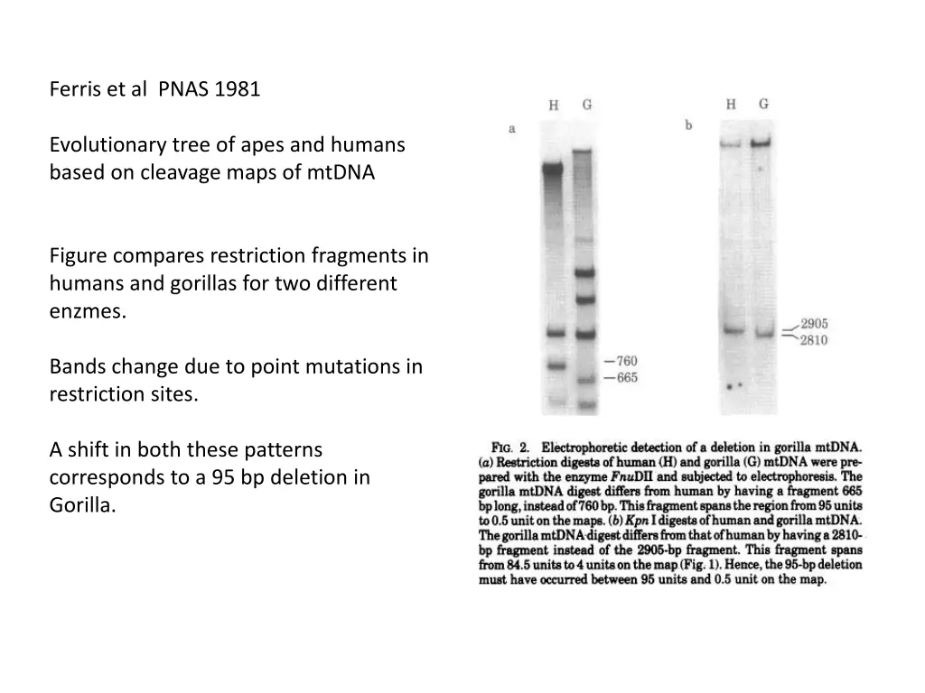 ferris et al pnas 1981