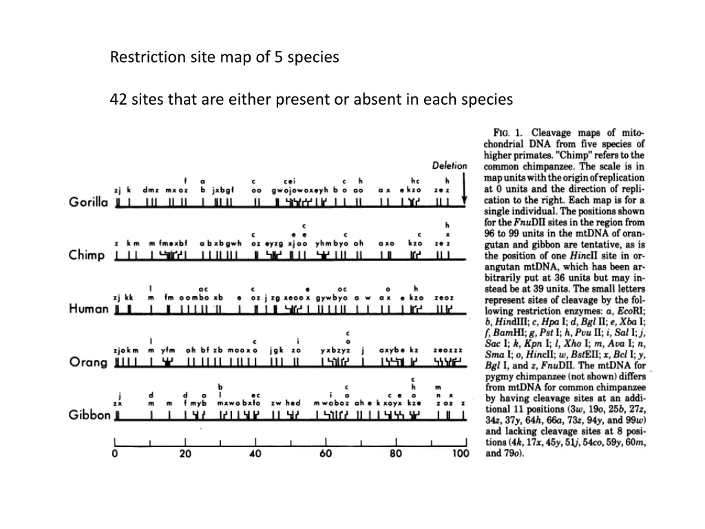 restriction site map of 5 species