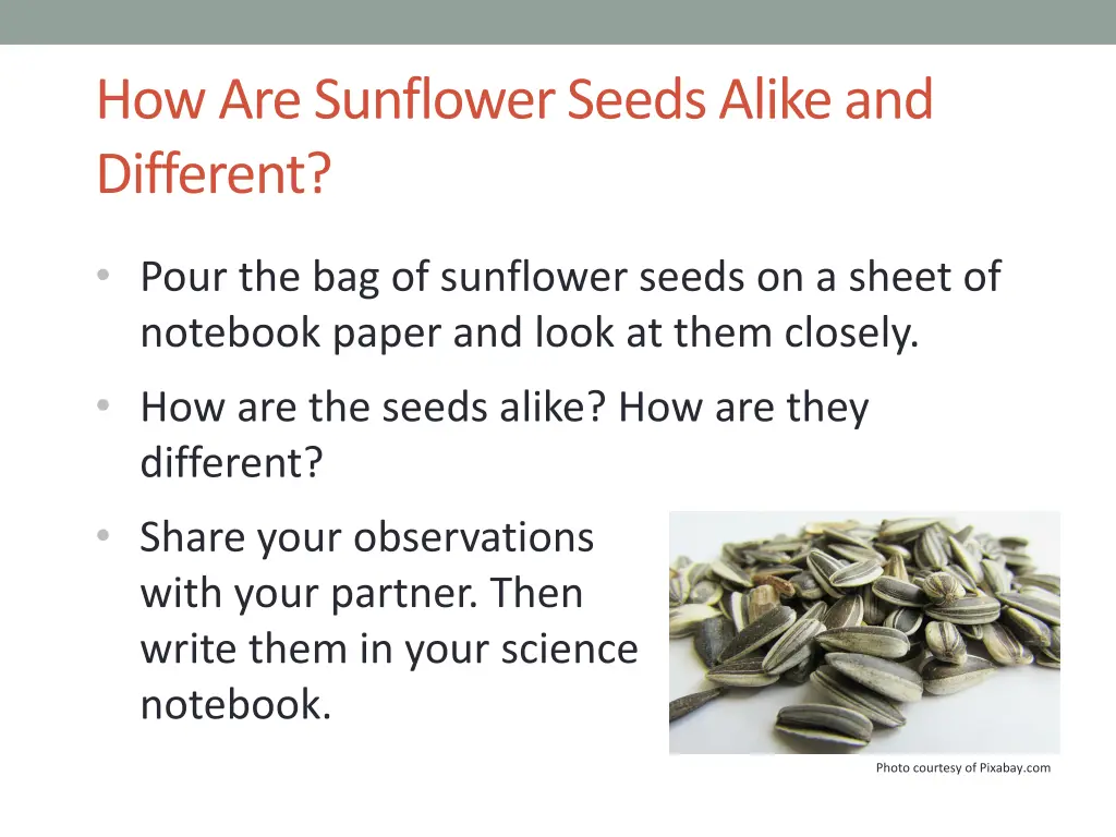 how are sunflower seeds alike and different