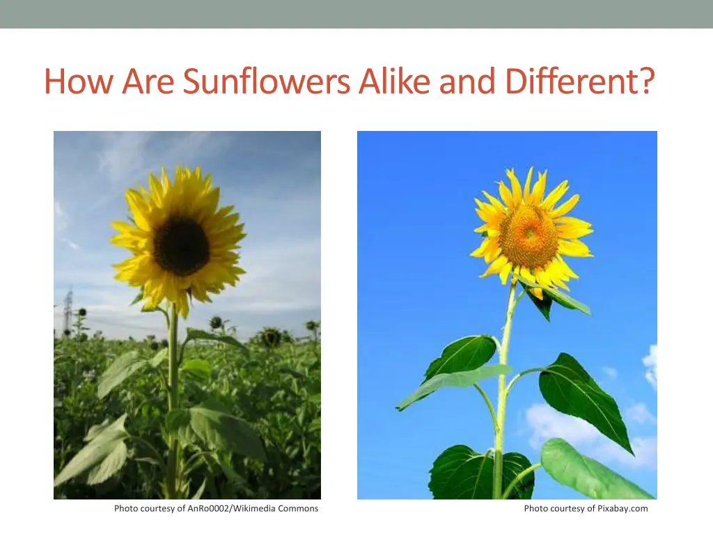 how are sunflowers alike and different