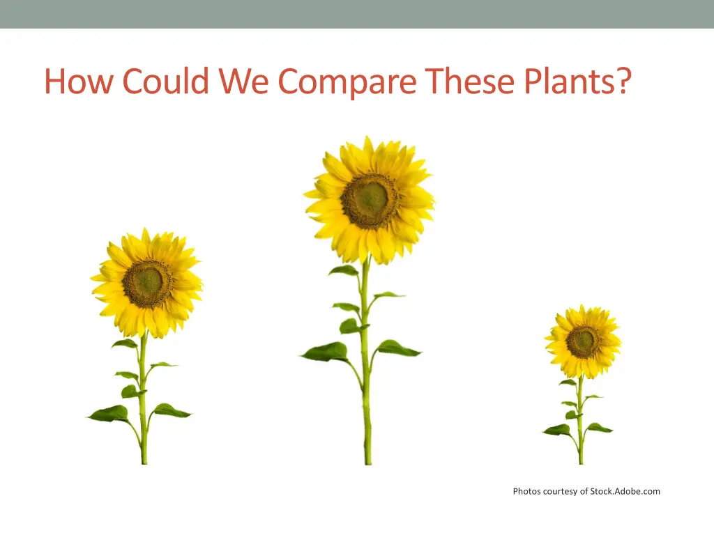 how could we compare these plants