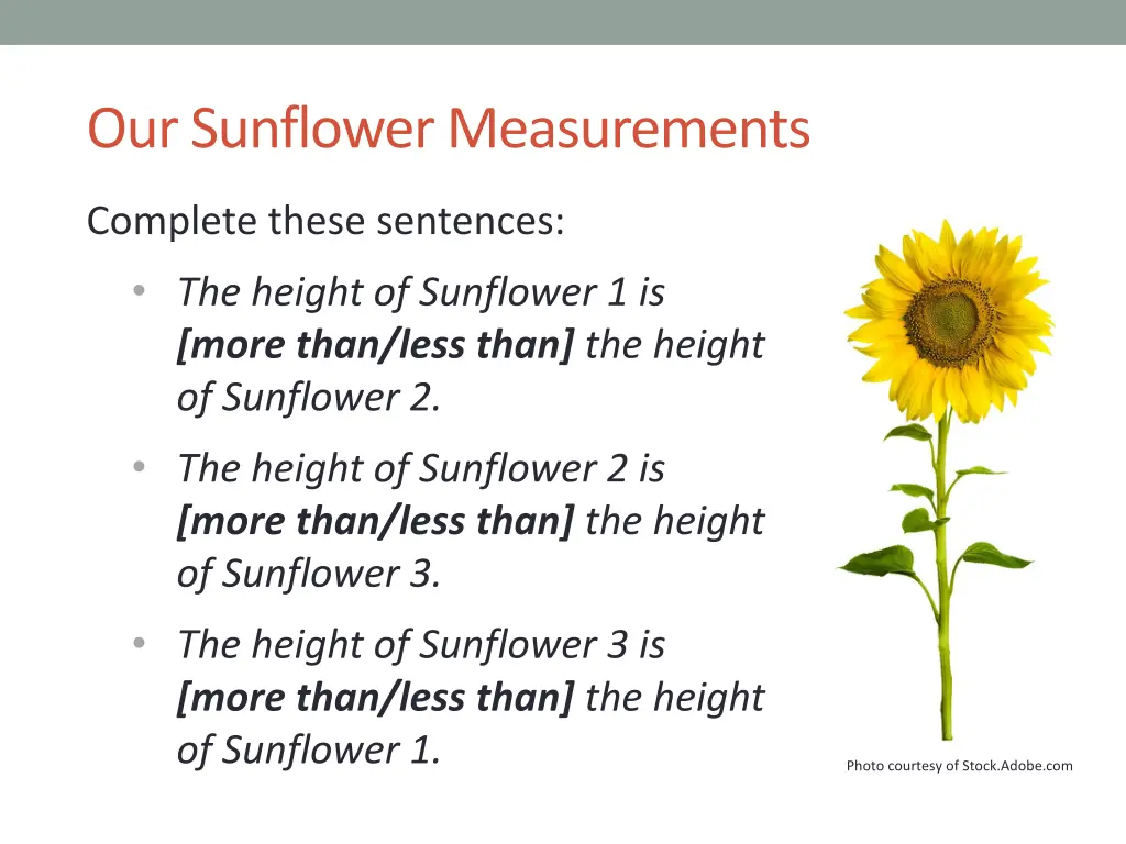 our sunflower measurements 1