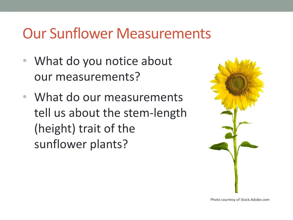 our sunflower measurements