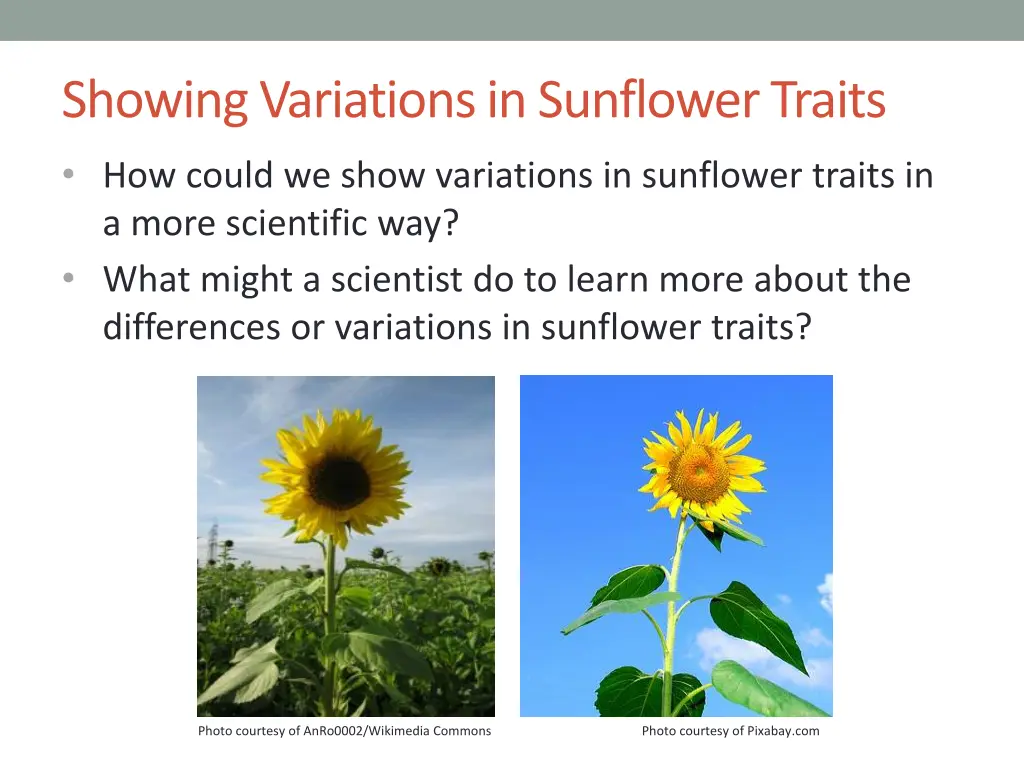 showing variations in sunflower traits