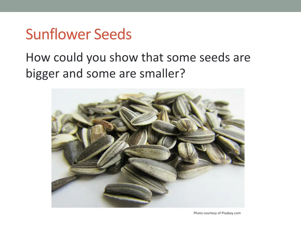 sunflower seeds 1