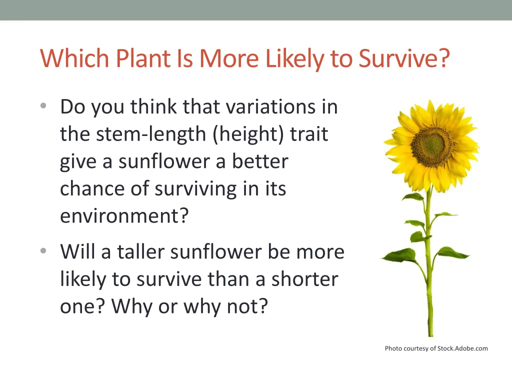 which plant is more likely to survive