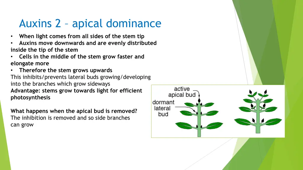 auxins 2 apical dominance