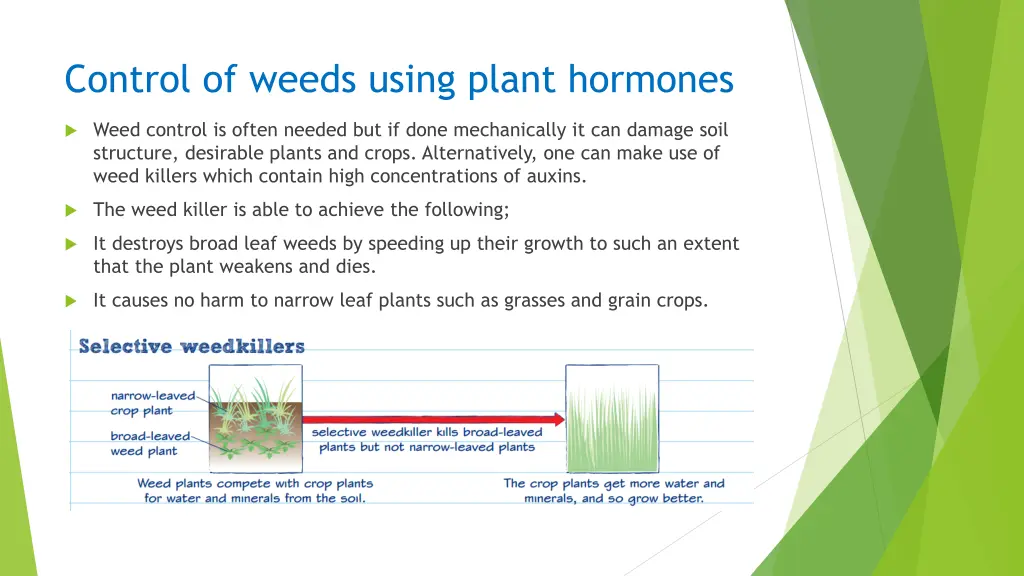 control of weeds using plant hormones