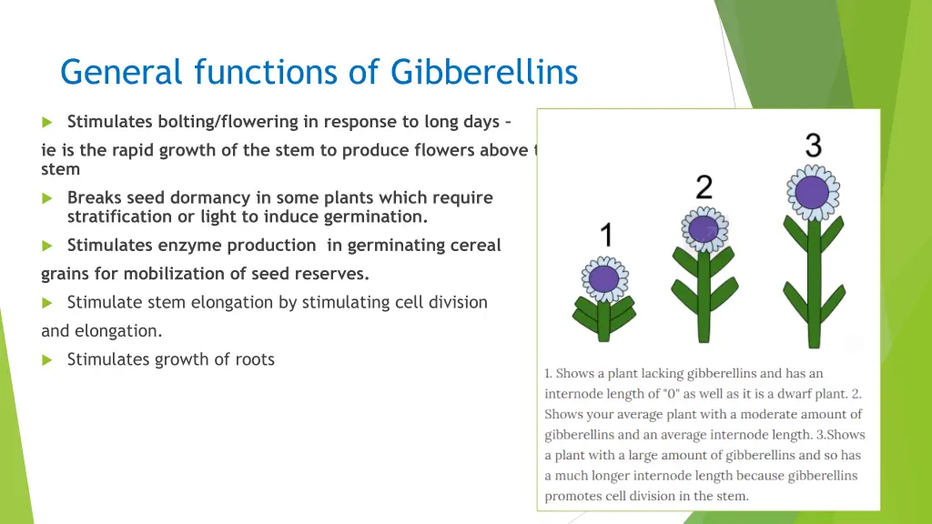 general functions of gibberellins