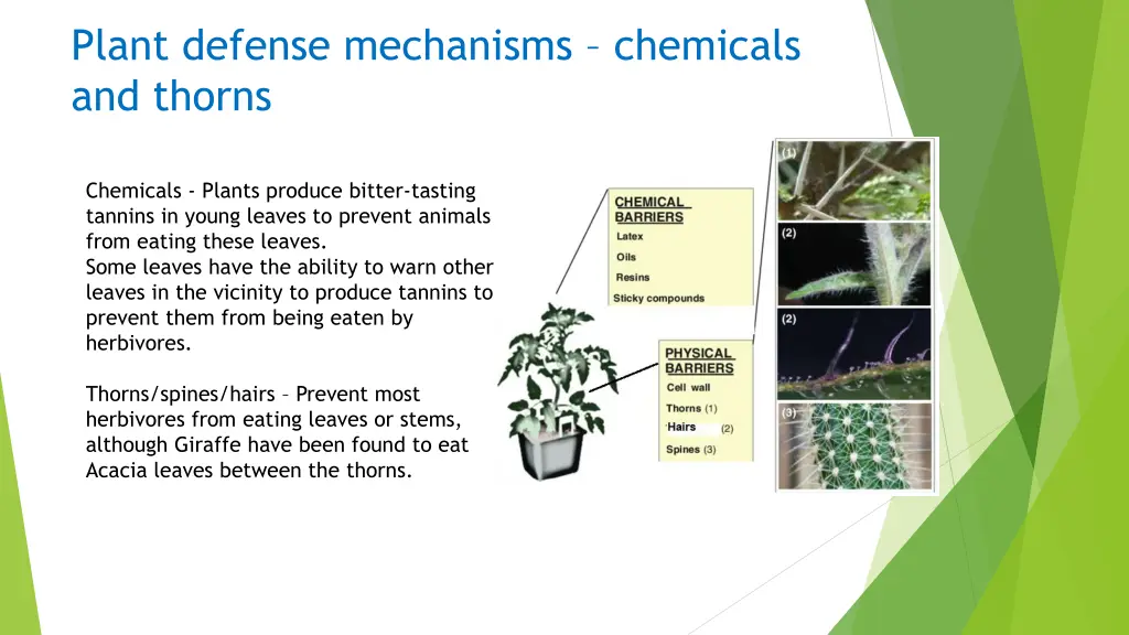 plant defense mechanisms chemicals and thorns