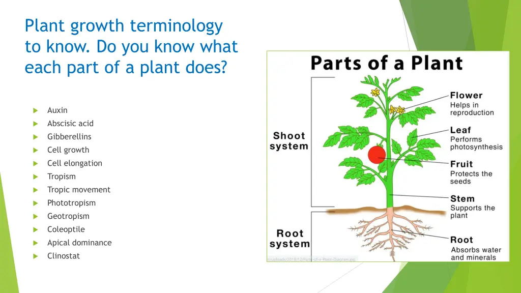 plant growth terminology to know do you know what