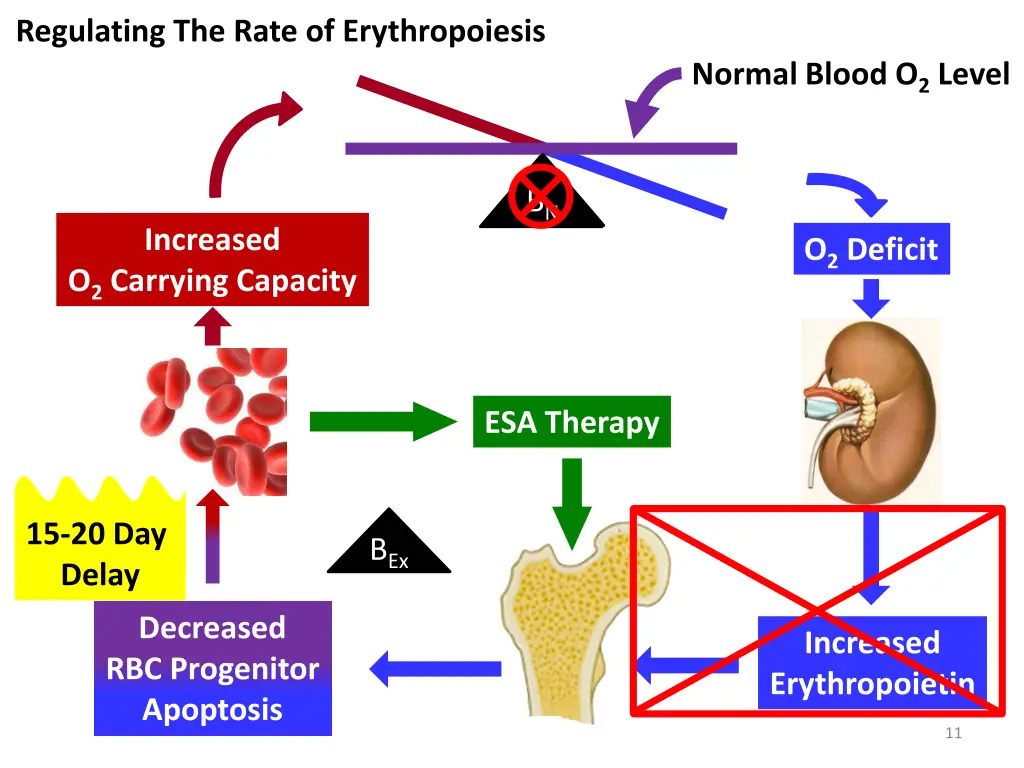 regulating the rate of erythropoiesis