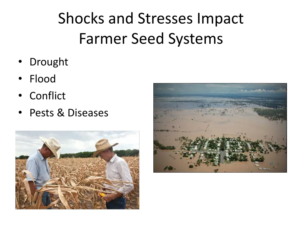 shocks and stresses impact farmer seed systems