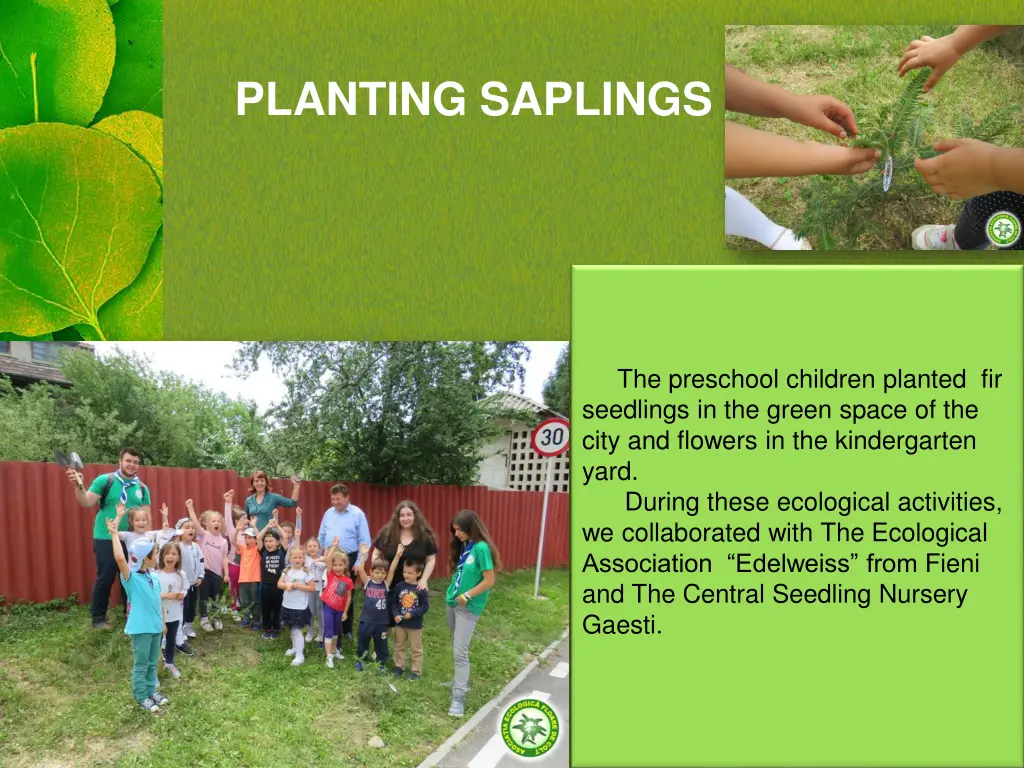 planting saplings