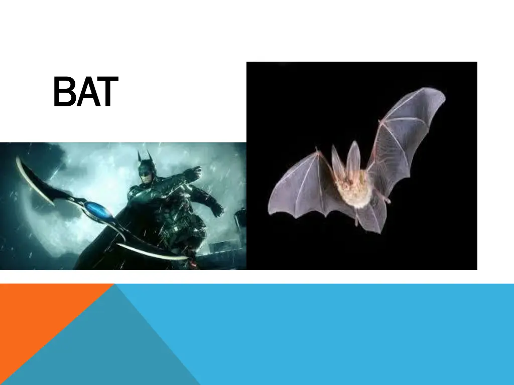 bat bat