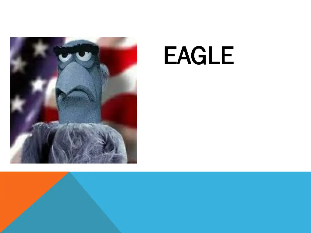 eagle eagle