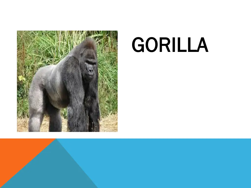 gorilla gorilla