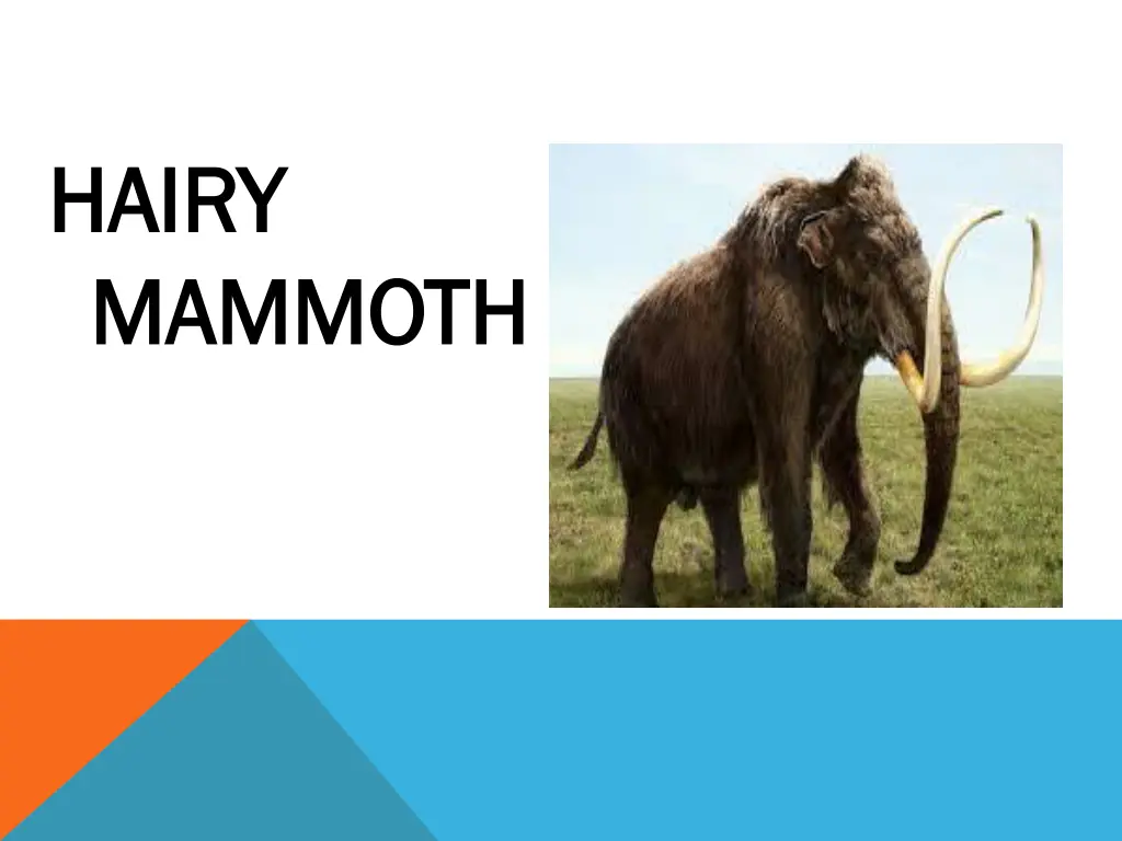 hairy hairy mammoth mammoth