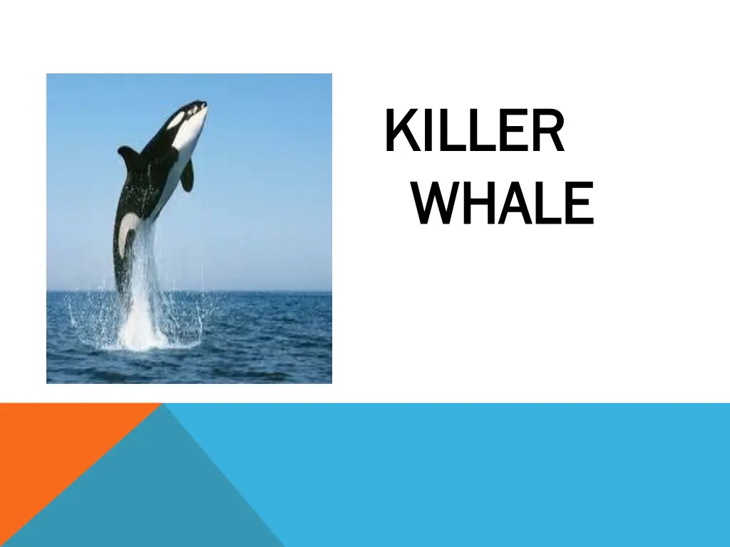 killer killer whale whale