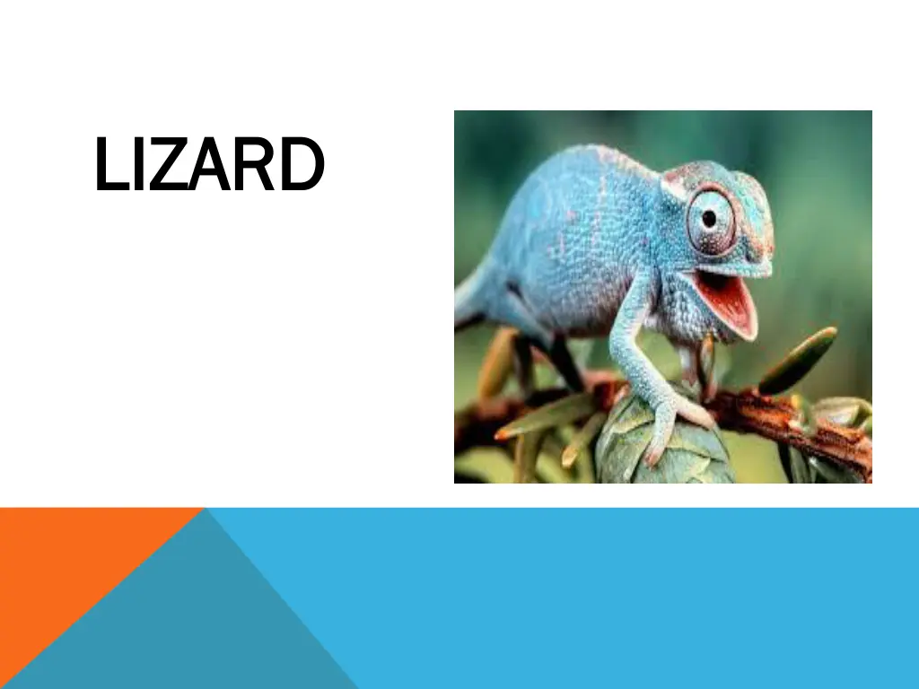 lizard lizard