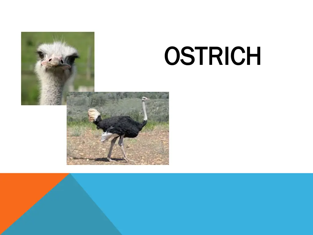 ostrich ostrich