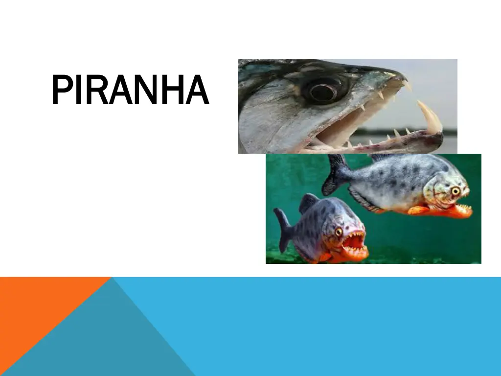 piranha piranha