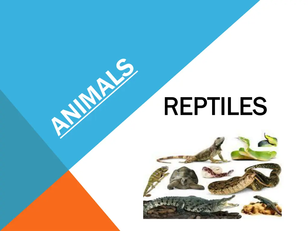 reptiles reptiles