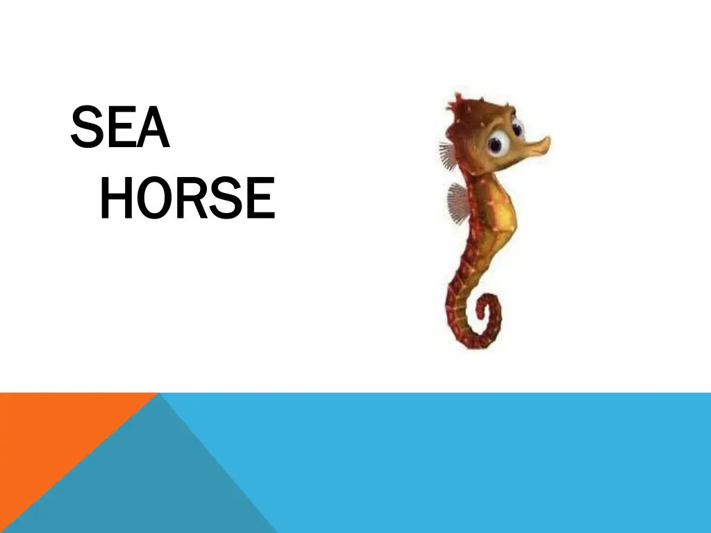 sea sea horse horse