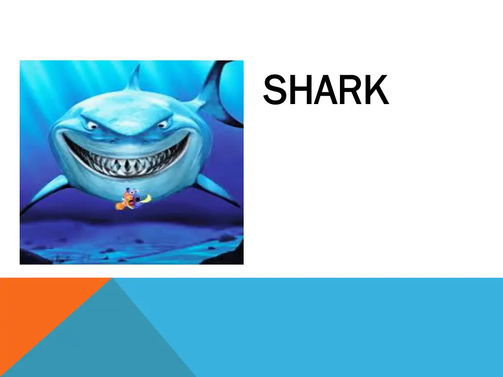 shark shark