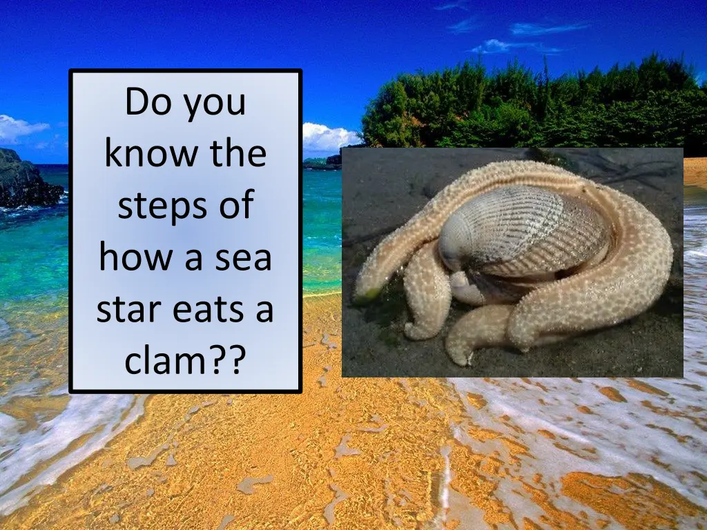 do you know the steps of how a sea star eats