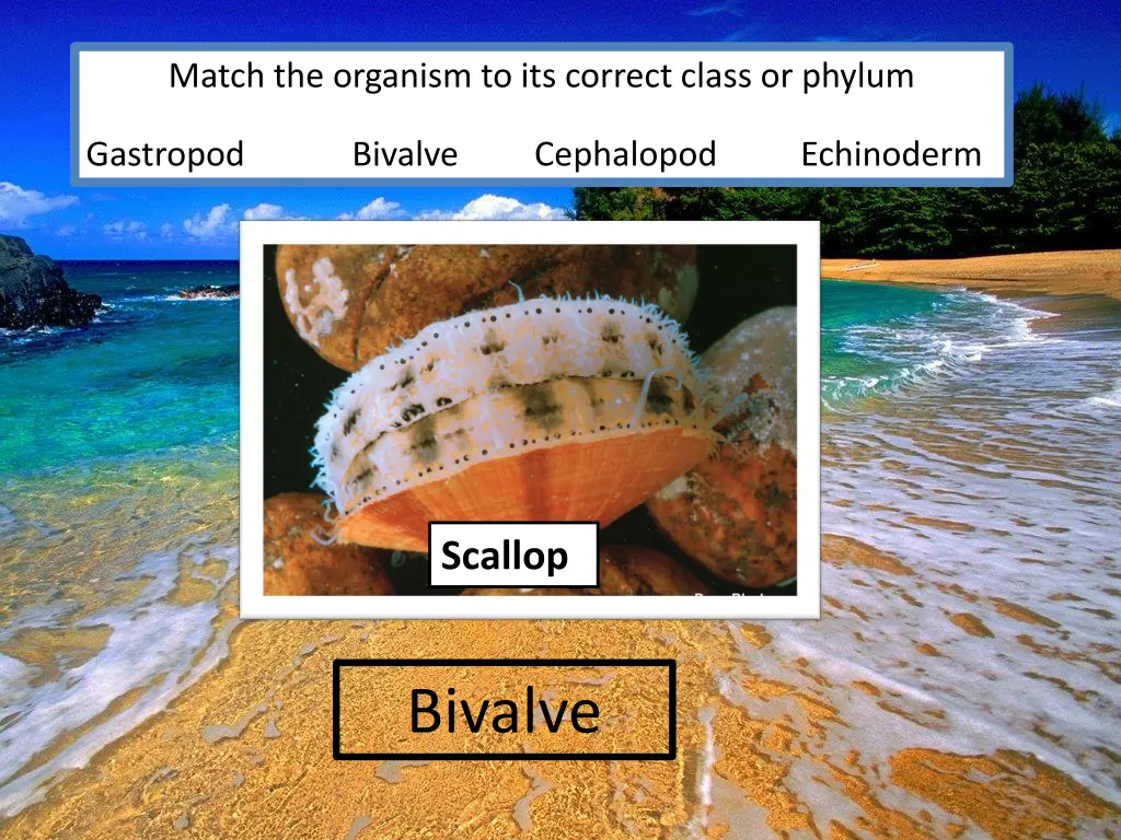 match the organism to its correct class or phylum 1