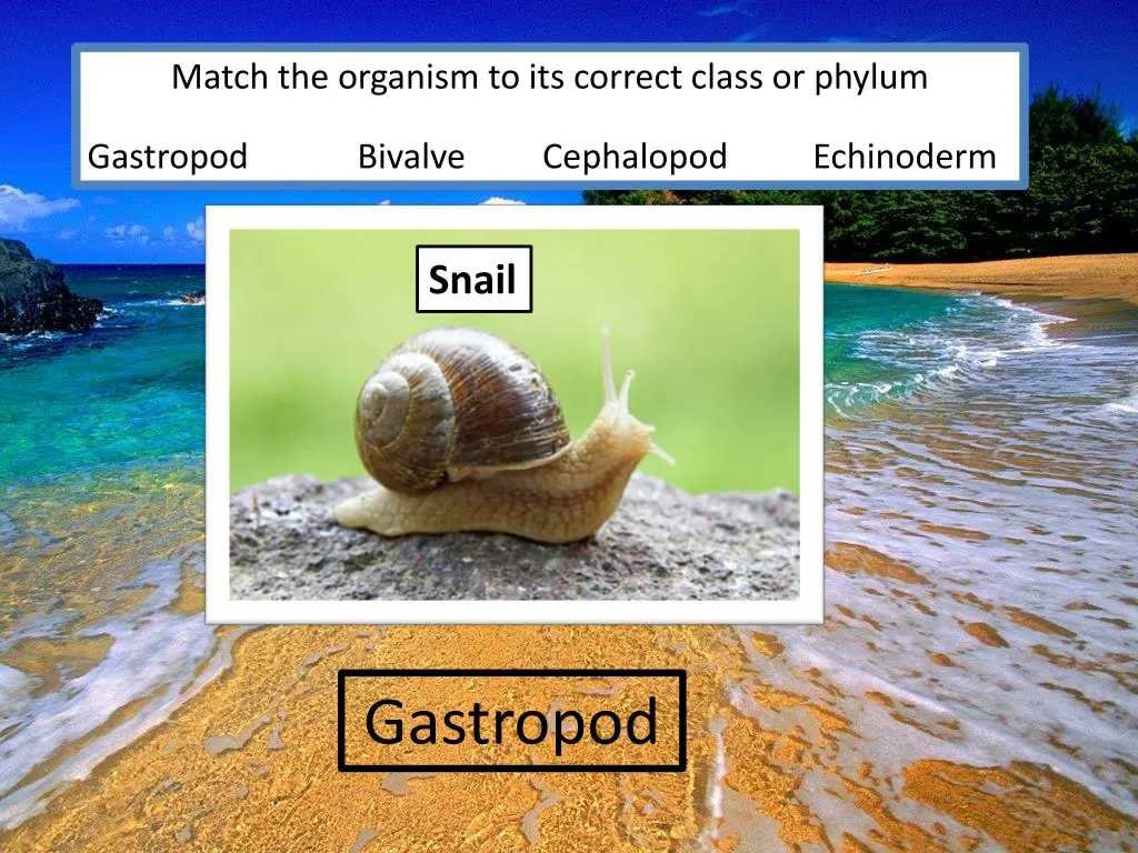 match the organism to its correct class or phylum 2