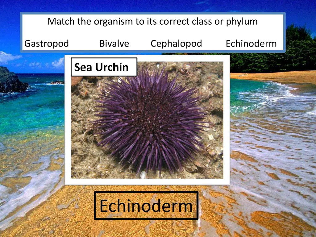 match the organism to its correct class or phylum 3