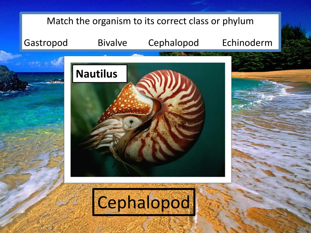 match the organism to its correct class or phylum 4