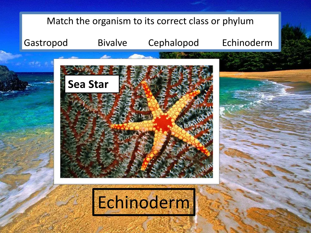 match the organism to its correct class or phylum 5