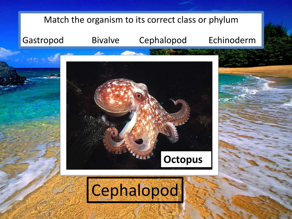 match the organism to its correct class or phylum 6