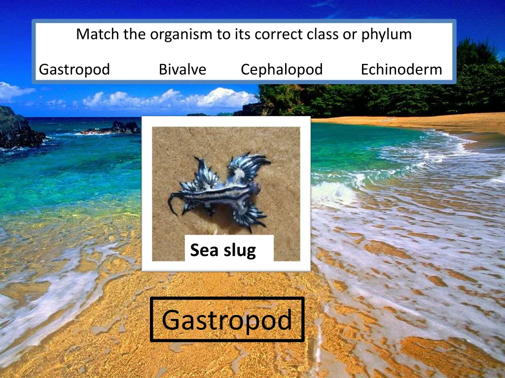 match the organism to its correct class or phylum