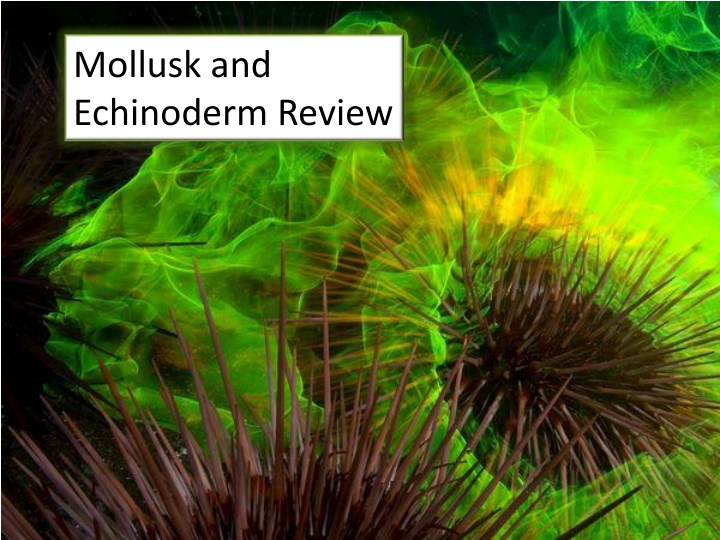 mollusk and echinoderm review