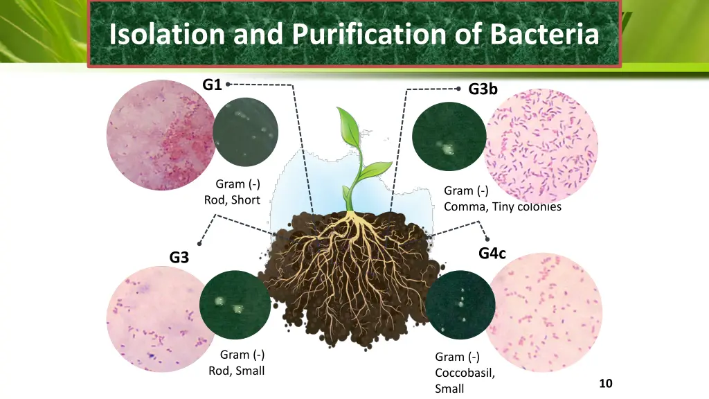 isolation and purification of bacteria 1