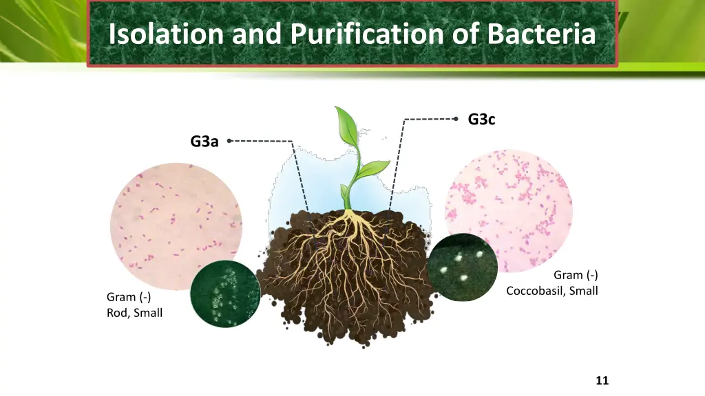 isolation and purification of bacteria 2