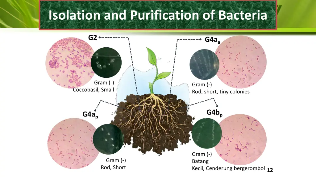 isolation and purification of bacteria 3