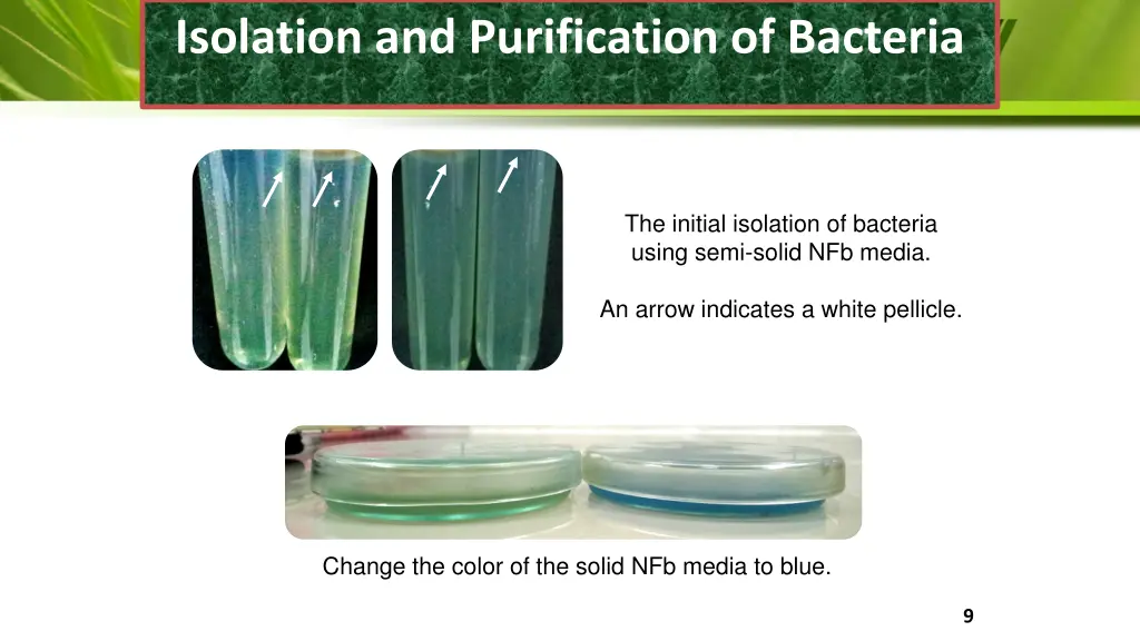 isolation and purification of bacteria