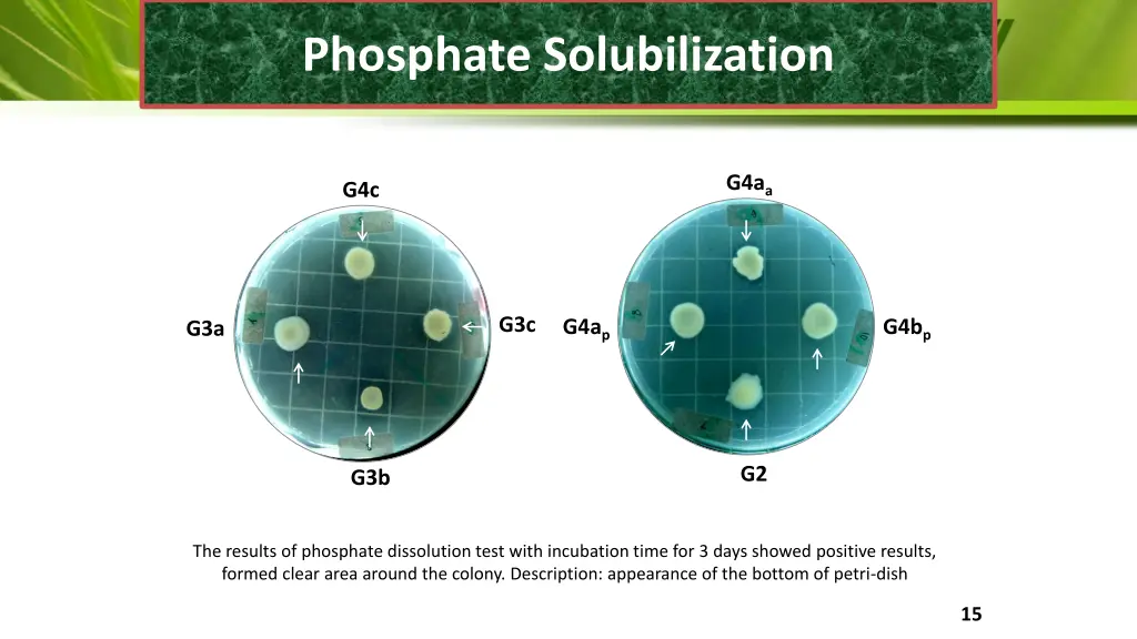 phosphate solubilization