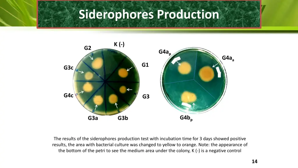 siderophores production