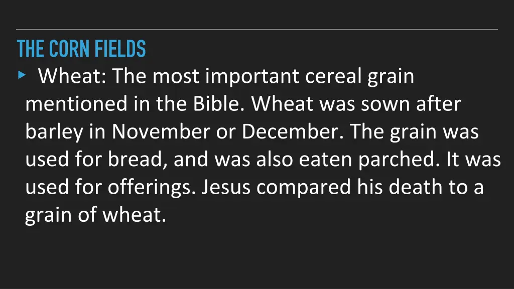 the corn fields wheat the most important cereal