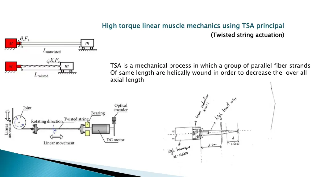 high torque linear muscle mechanics using