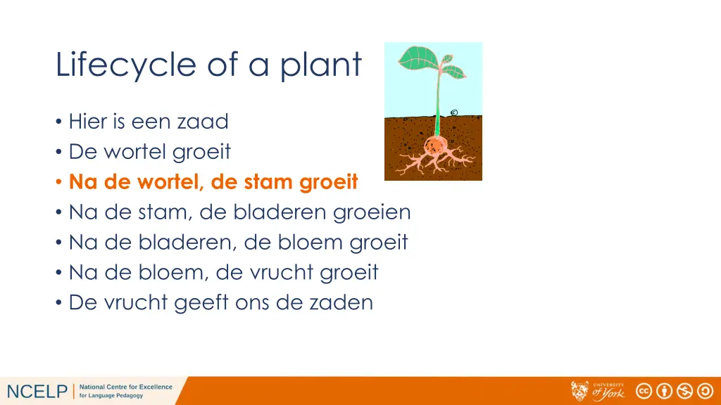 lifecycle of a plant 1