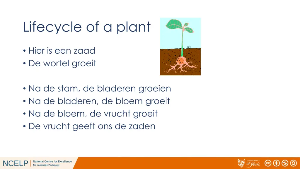 lifecycle of a plant