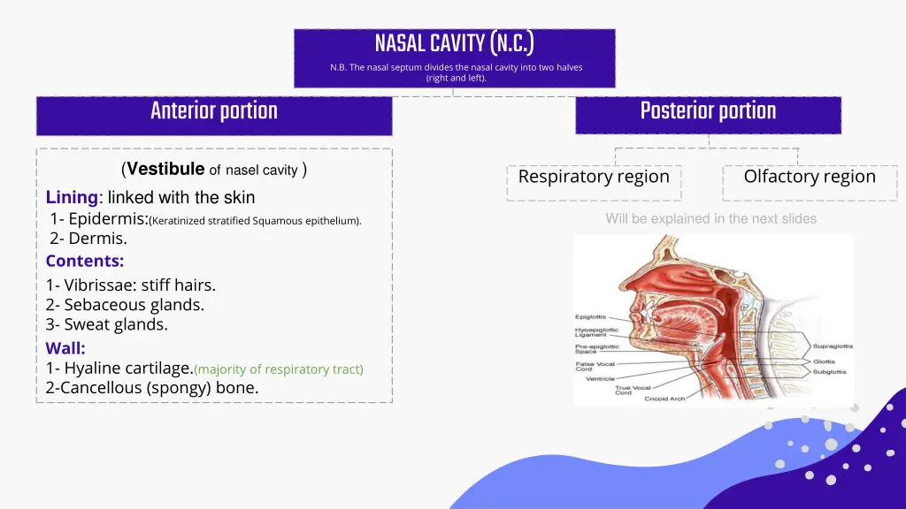 nasal cavity n c n b the nasal septum divides