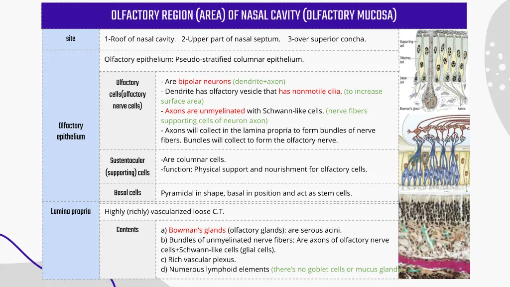 olfactory region area of nasal cavity olfactory